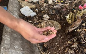Larva maggot hasil budidaya kasgot