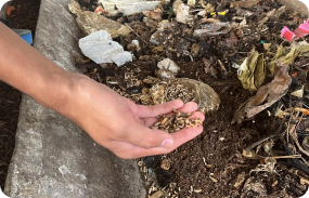 Larva maggot hasil budidaya kasgot